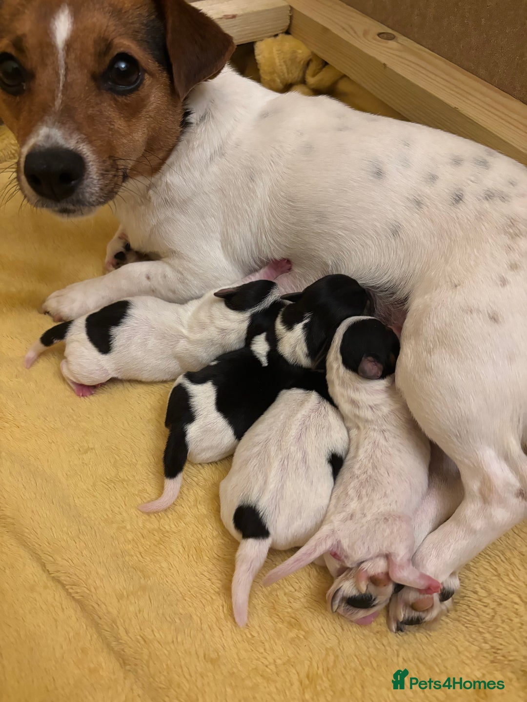 Jack Russell dogs for sale: Miniature Jack russel  - Advert 9