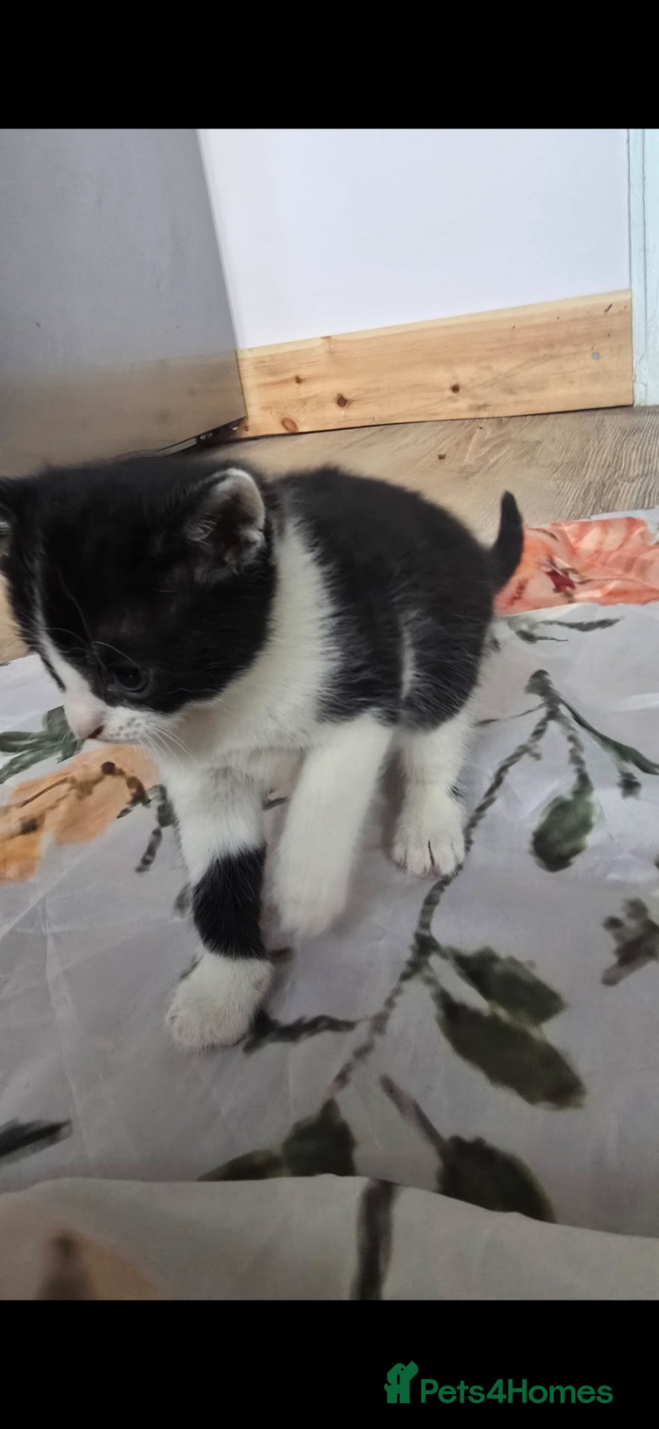 Mixed Breed cats for sale: Lovely 2 girl kittens 😸 😍  - Advert 13