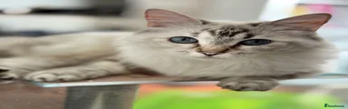 Ragdoll 5