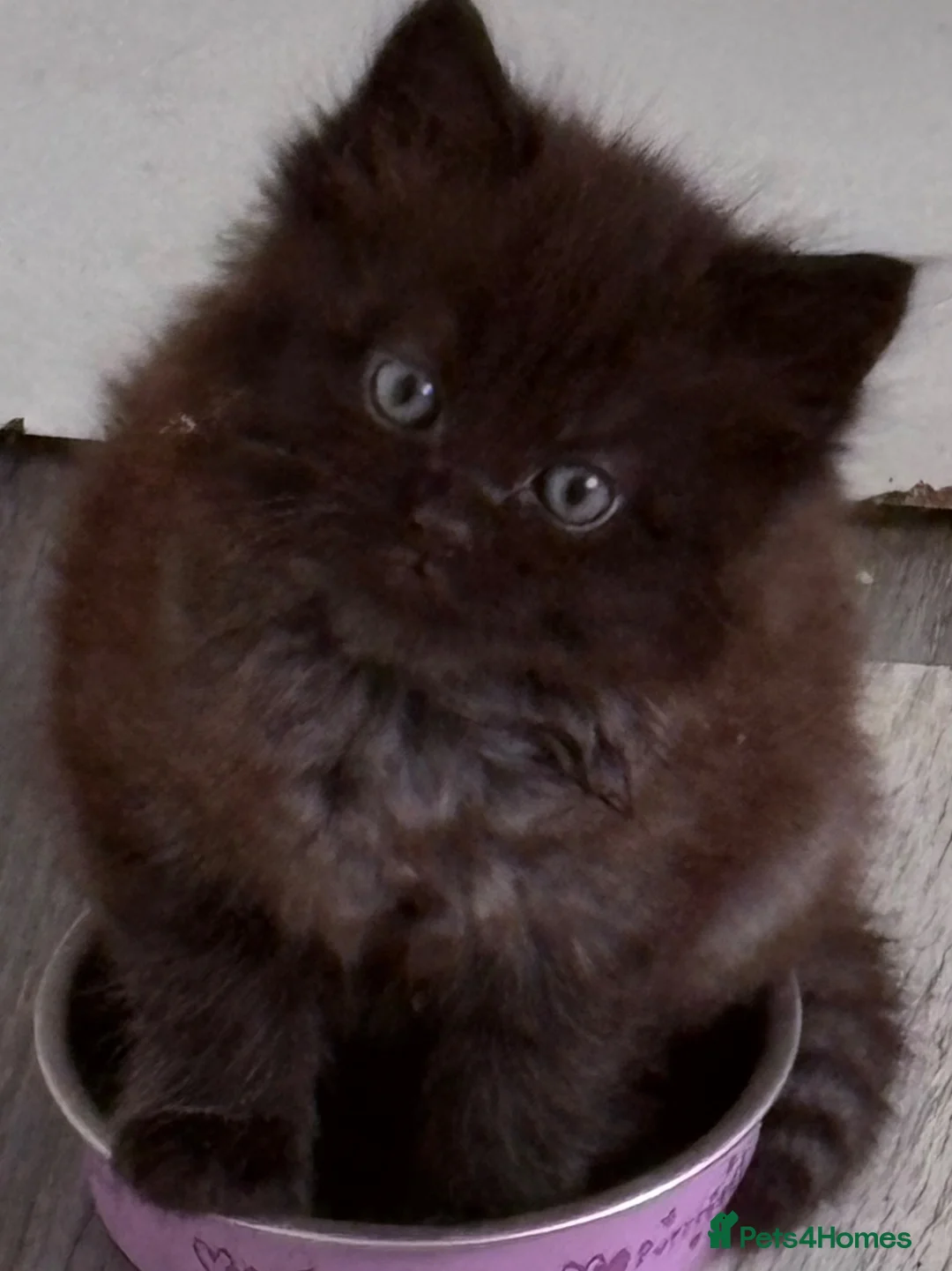 Maine Coon cats for sale: Maine Coon Cross Kittens - Advert 2