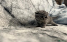 Scottish Fold cats for sale: 🐾 Scottish Fold Kittens – Sweet, Rare & Ready Now - Image 16