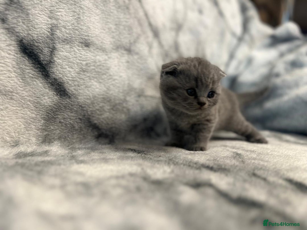 Scottish Fold cats for sale: 🐾 Scottish Fold Kittens – Sweet, Rare & Ready Now - Image 16