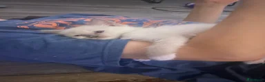 Ragdoll Kitten 1