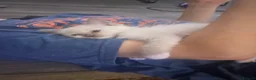 Ragdoll cats for sale: Stunning Blue boy - Advert 2