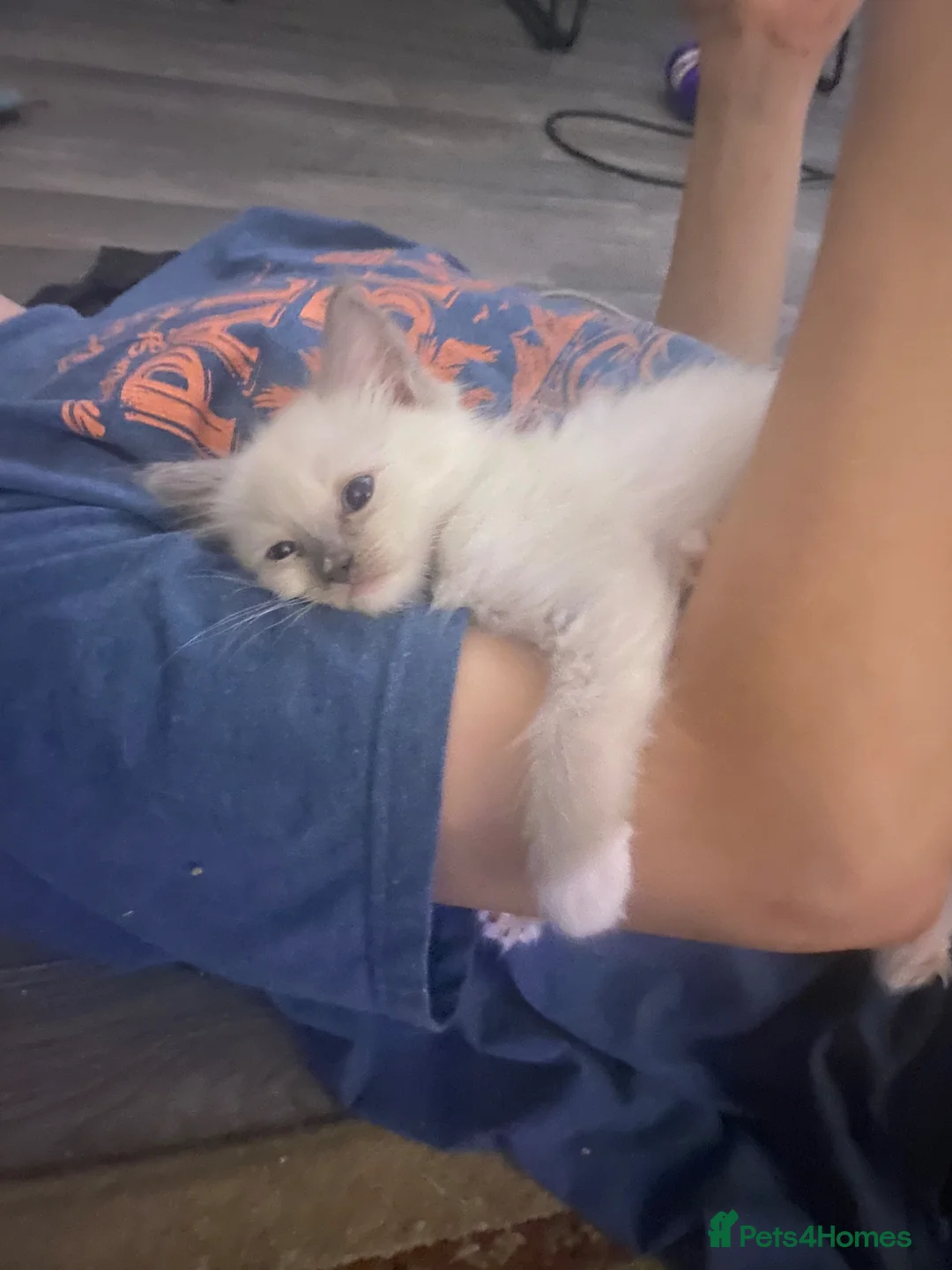 Ragdoll cats for sale: Stunning Blue boy - Advert 2