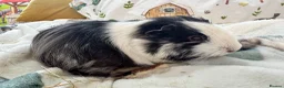 Guinea Pig rodents for sale: Guinea Pigs  - Advert 22