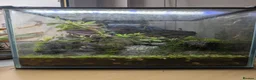 Crabs fish for sale: Tomato Vampire Crabs, Tanks, Food, everything in Glasgow - Advert 8