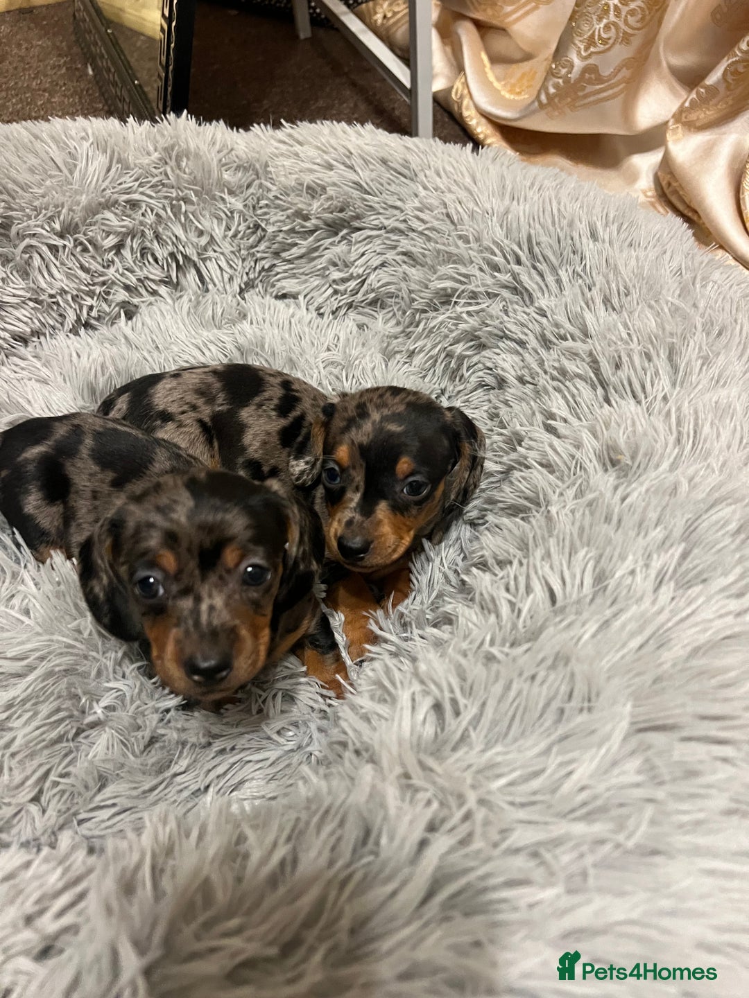 Miniature Dachshund dogs for sale: gorgeous dachshund puppy(1girl left)🐶🐾  - Advert 17