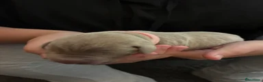 Labrador Retriever 7