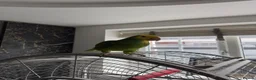 Parrots birds for sale: Double yellow crown Amazon  in Blackburn - Advert 5