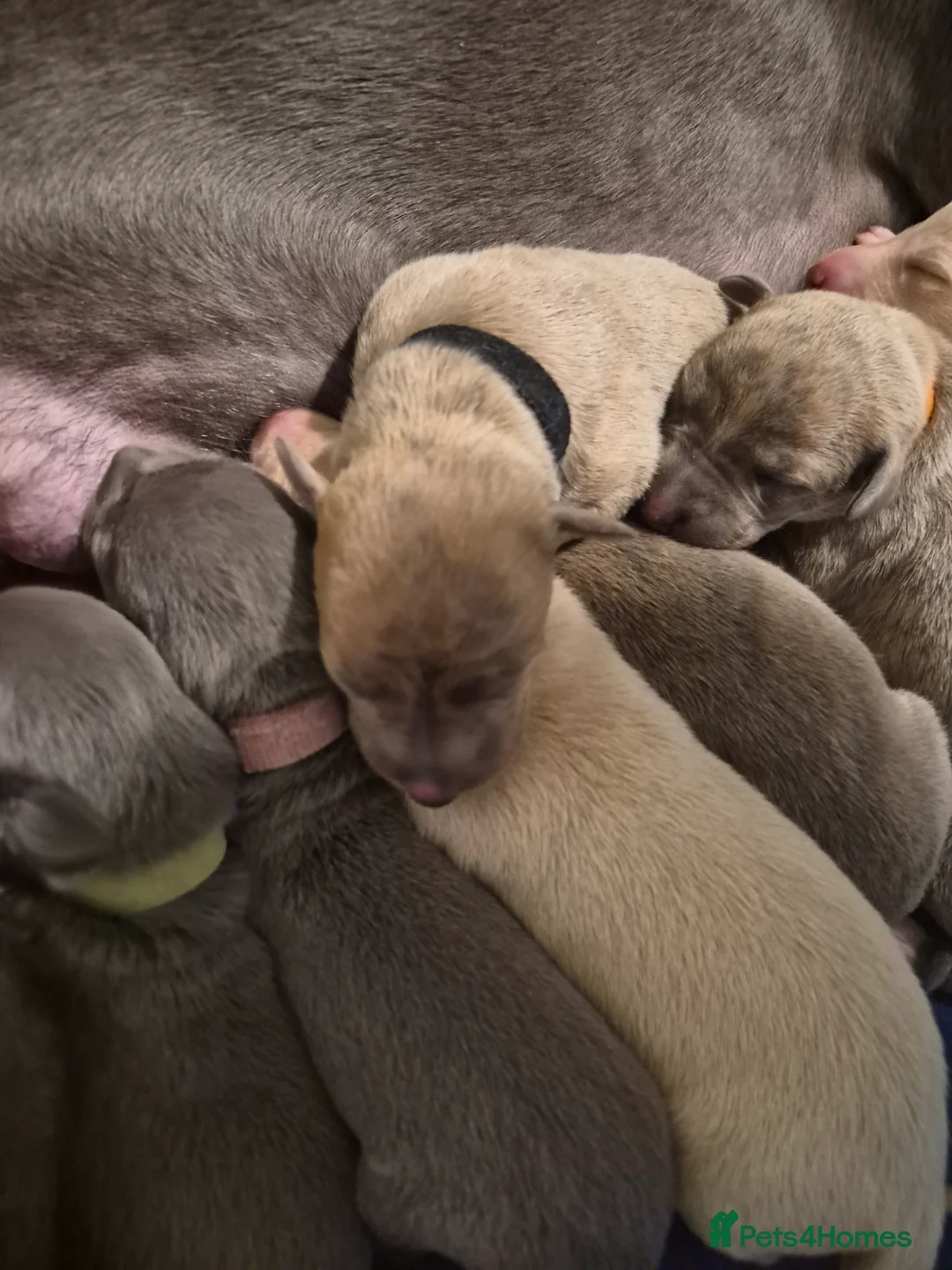 Whippet dogs for sale: KC Whippet Puppies - Champion Lines - Advert 7