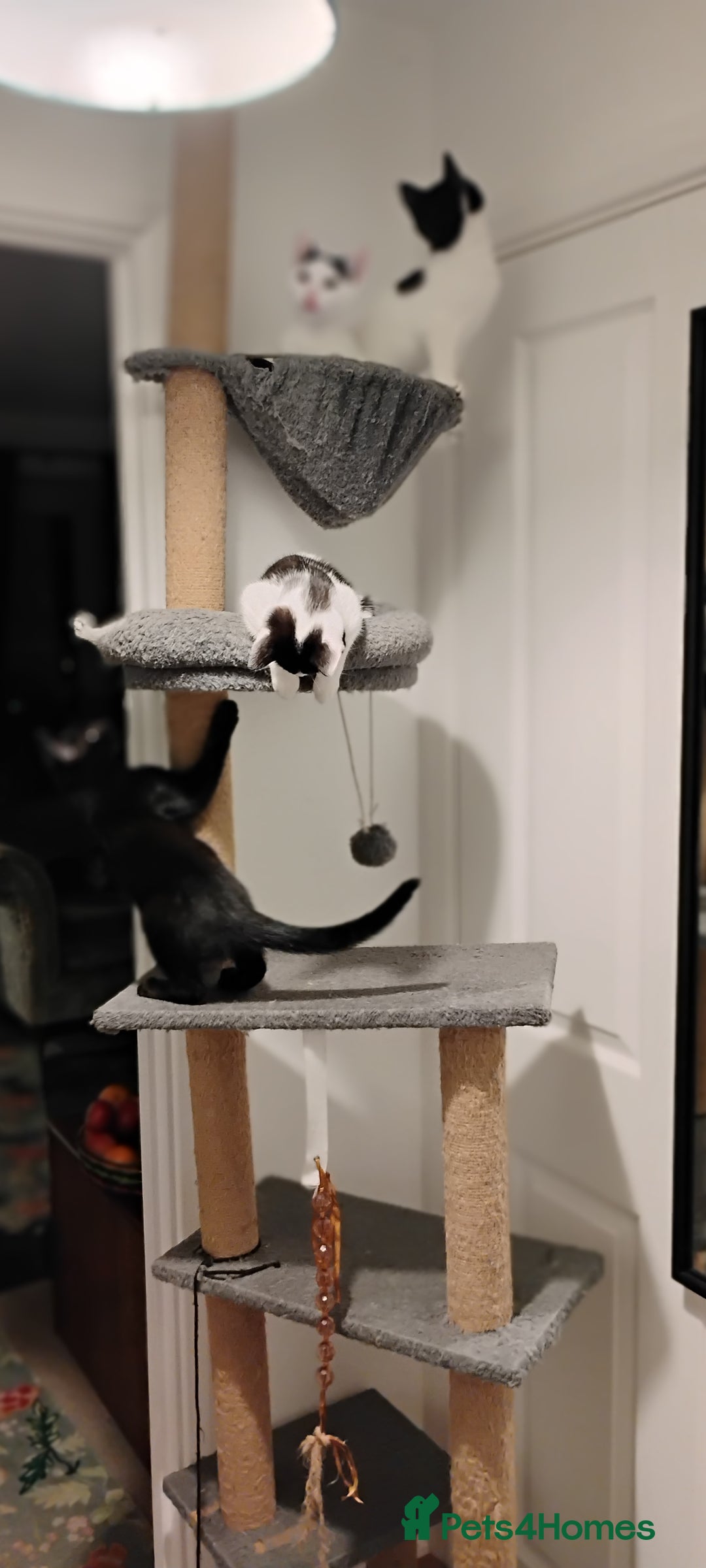 Mixed Breed cats for sale: 5 lovely kittens - Image 18