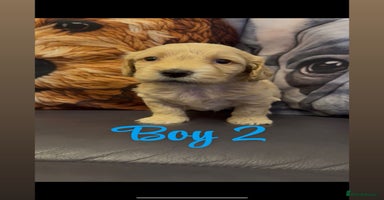 Shihpoo dogs - Advert 1