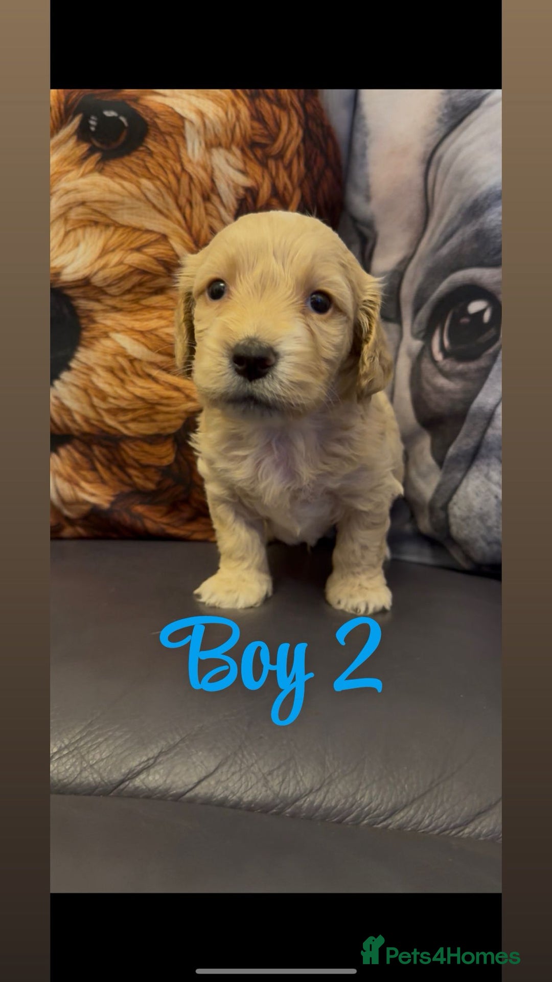Shihpoo dogs for sale: Gorgeous shihtzu x miniature poodle puppies - Image 3