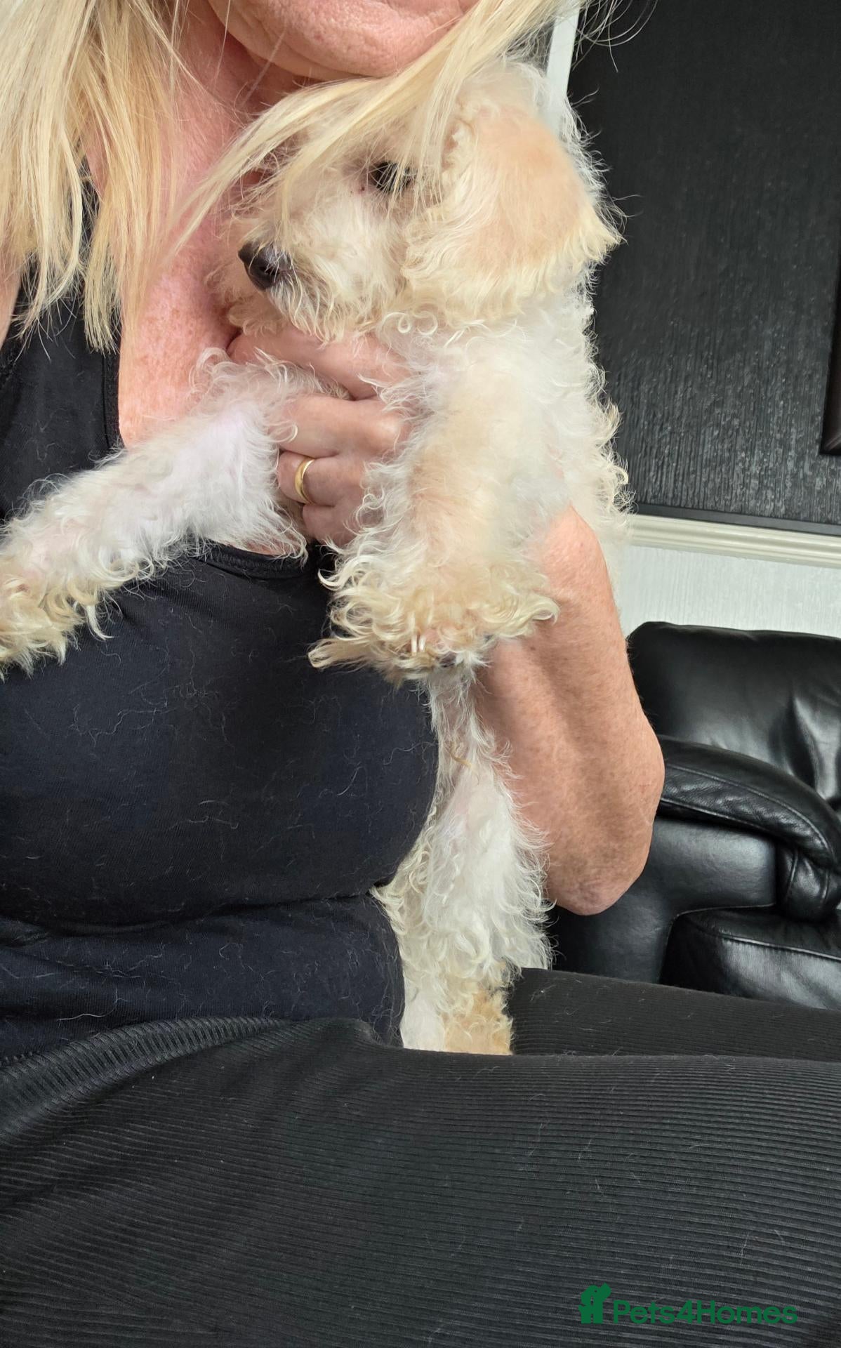 Jackapoo dogs Toy poodle 3/4 puppies  - Advert 4