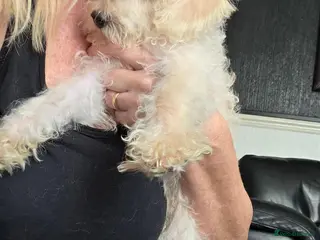 Jackapoo dogs Toy poodle 3/4 puppies - Advert 4