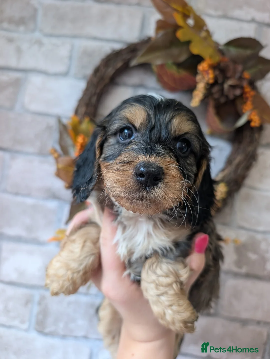 Cockapoo dogs for sale: Cockapoo Puppies in Manchester - Advert 2