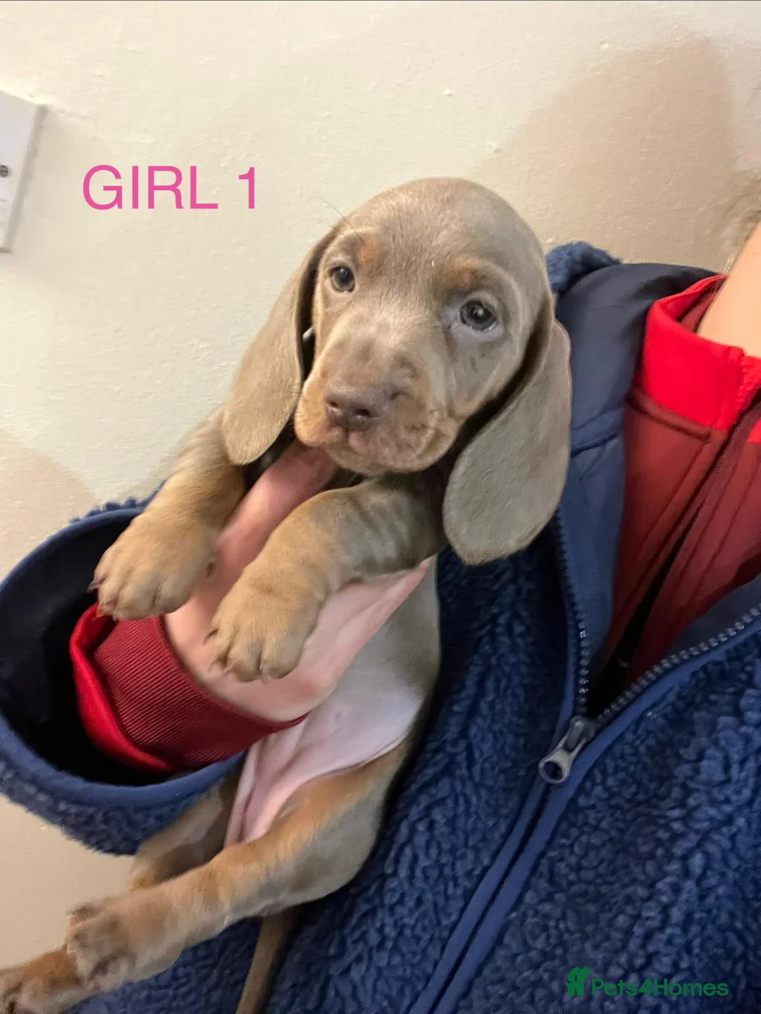Miniature Dachshund dogs for sale: Only 2 Girls and 1 Boy Left  - Advert 15