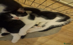 Mixed Breed cats for sale: 1 black and white kitten  - Image 1