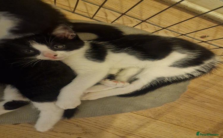 Mixed Breed cats - Advert 1