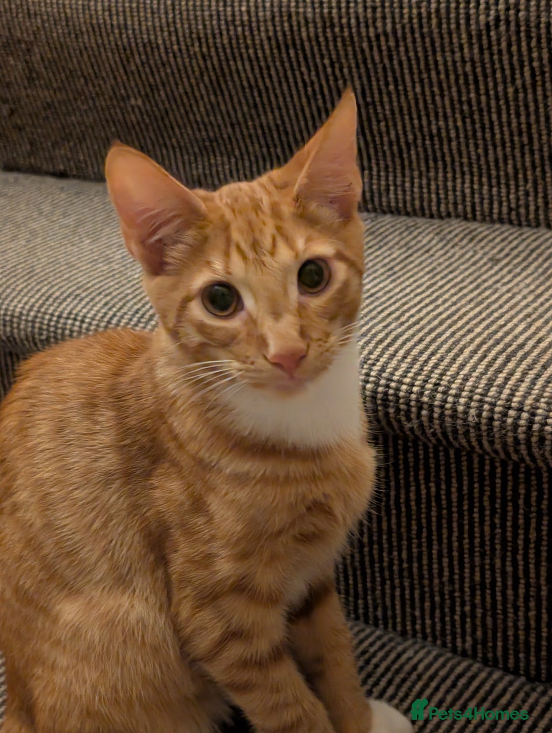 Mixed Breed cats for sale: GORGEOUS ginger and white tabby kitten to go ASAP - Image 1