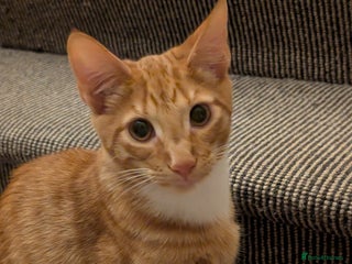 Mixed Breed cats for sale - Advert 1