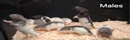 Rat rodents for sale: Baby Dumbo rats, Males & Females - Advert 7