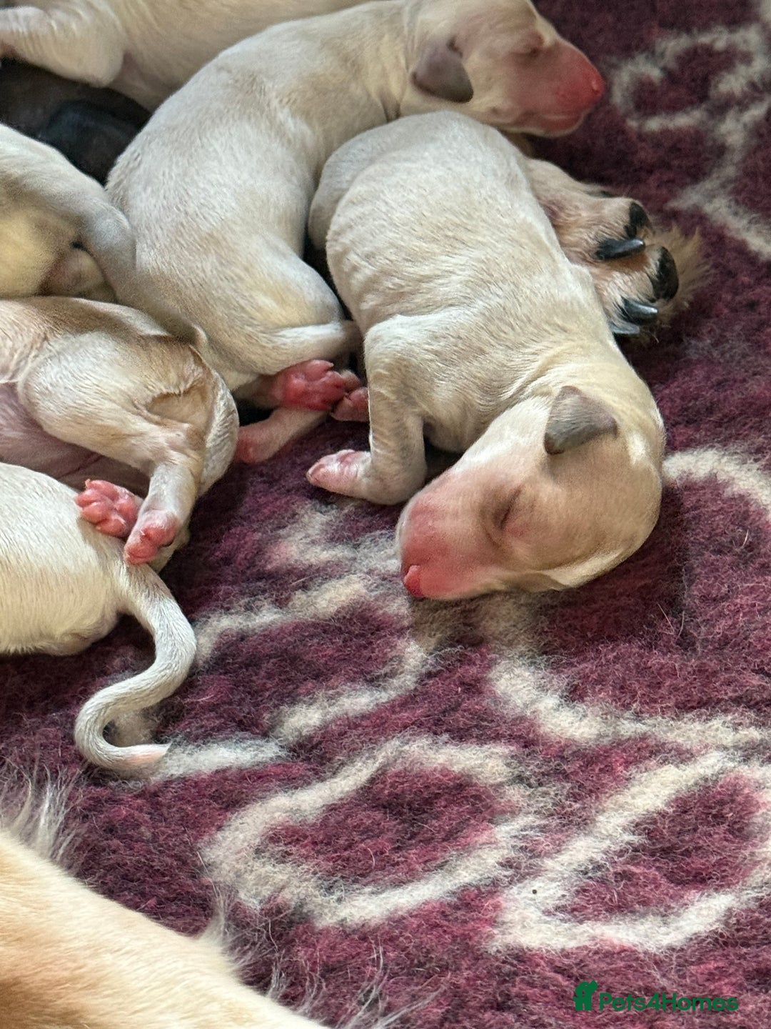 Saluki dogs for sale: Beautiful Saluki  - Image 8