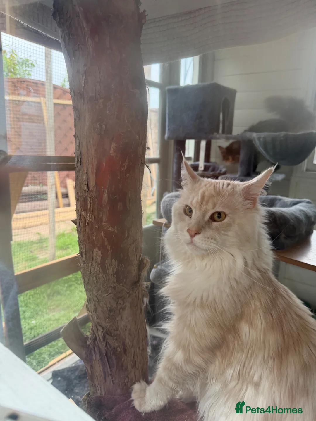Maine Coon cats for sale: 2 X Active Male and Female Pedigree Maine Coon.  - Advert 1