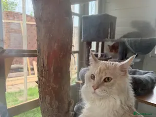 Maine Coon cats 2 X Active Male and Female Pedigree Maine Coon. - Advert 5