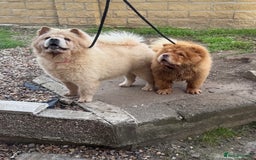 Chow Chow dogs for stud: Chow chow for stud - Image 3