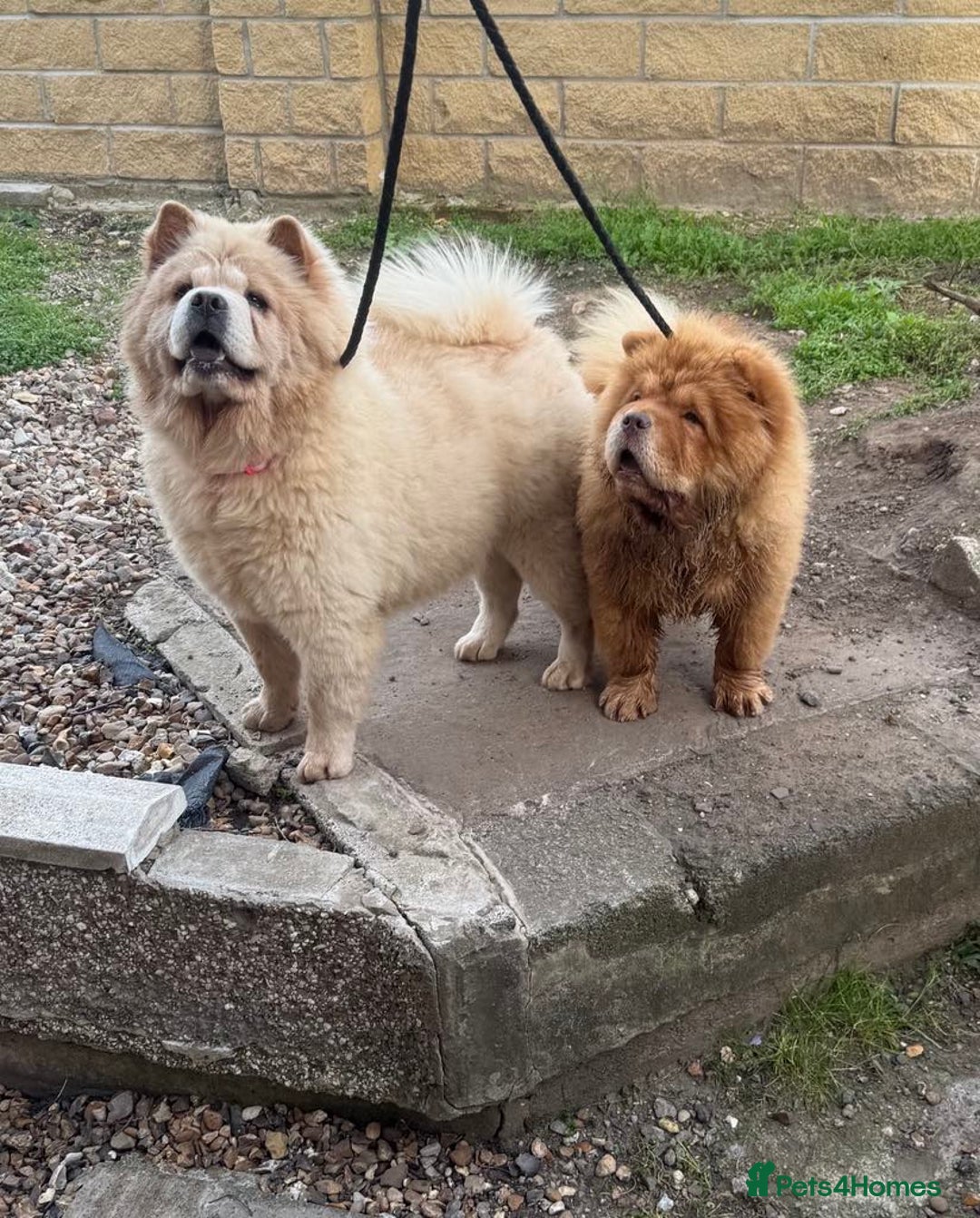 Chow Chow dogs for stud: Chow chow for stud - Image 3