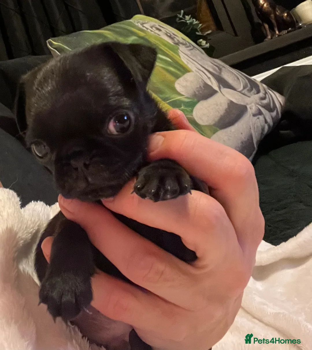 Pug dogs for sale: Perfect pocket pugs - Advert 5