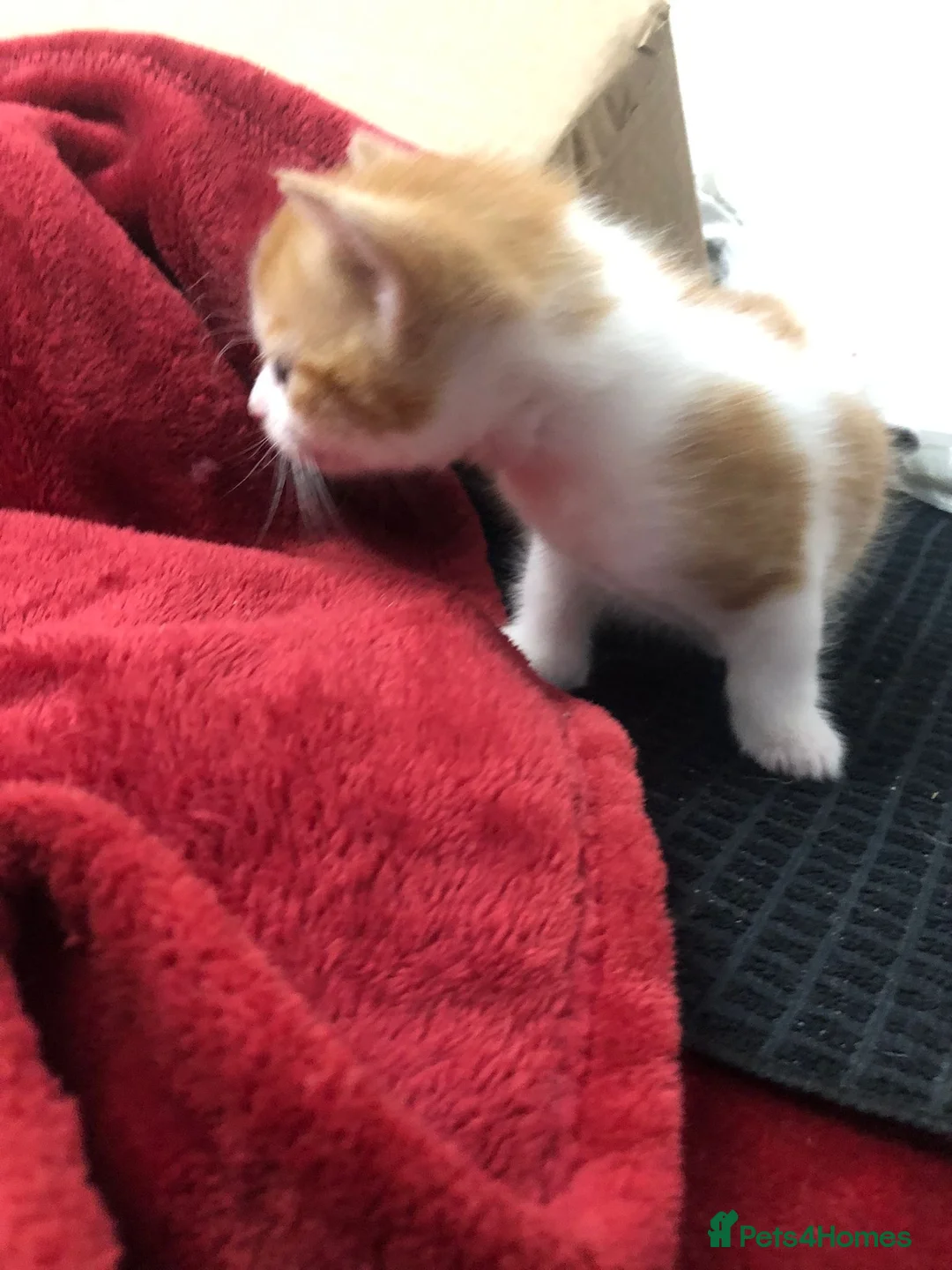 Mixed Breed cats for sale: Ginger Male Kitten - Advert 12