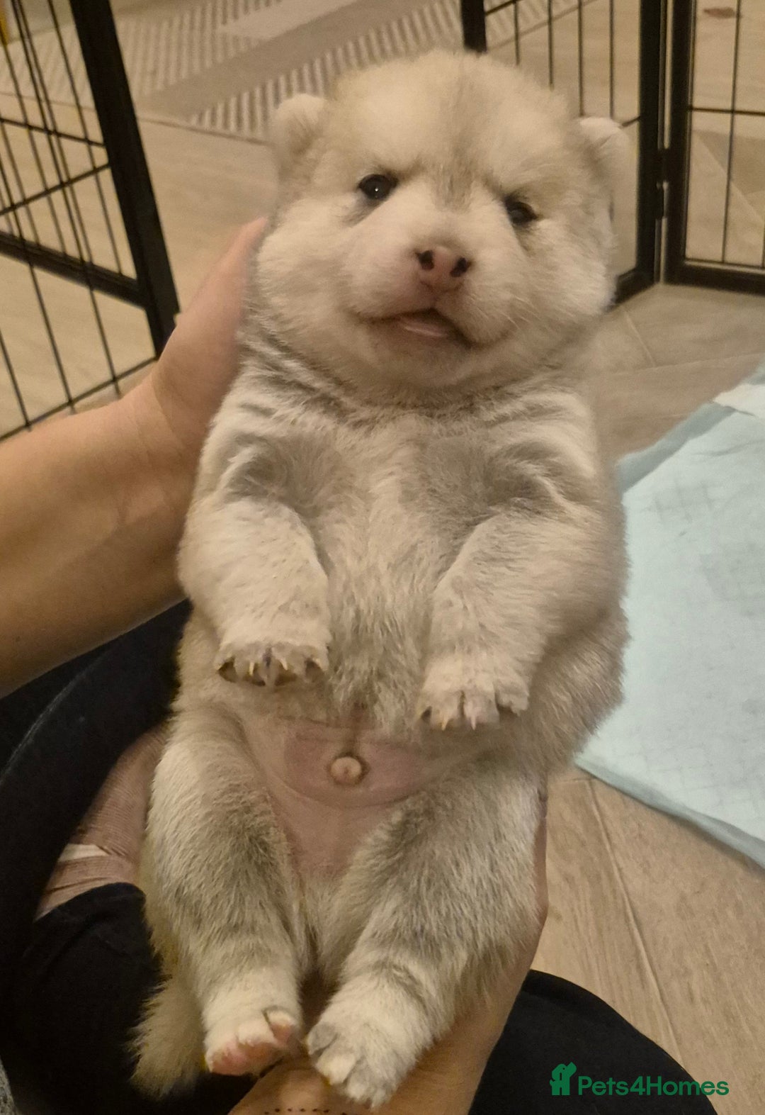 Pomsky dogs for sale: 🐾 New Year Pomsky Puppies – Mini Husky 🐾 - Advert 6