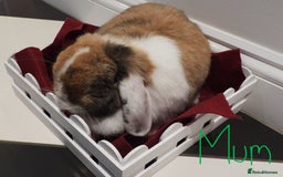 Mini Lop rabbits for sale: Adorable Purebred Baby Mini Lops - Image 21