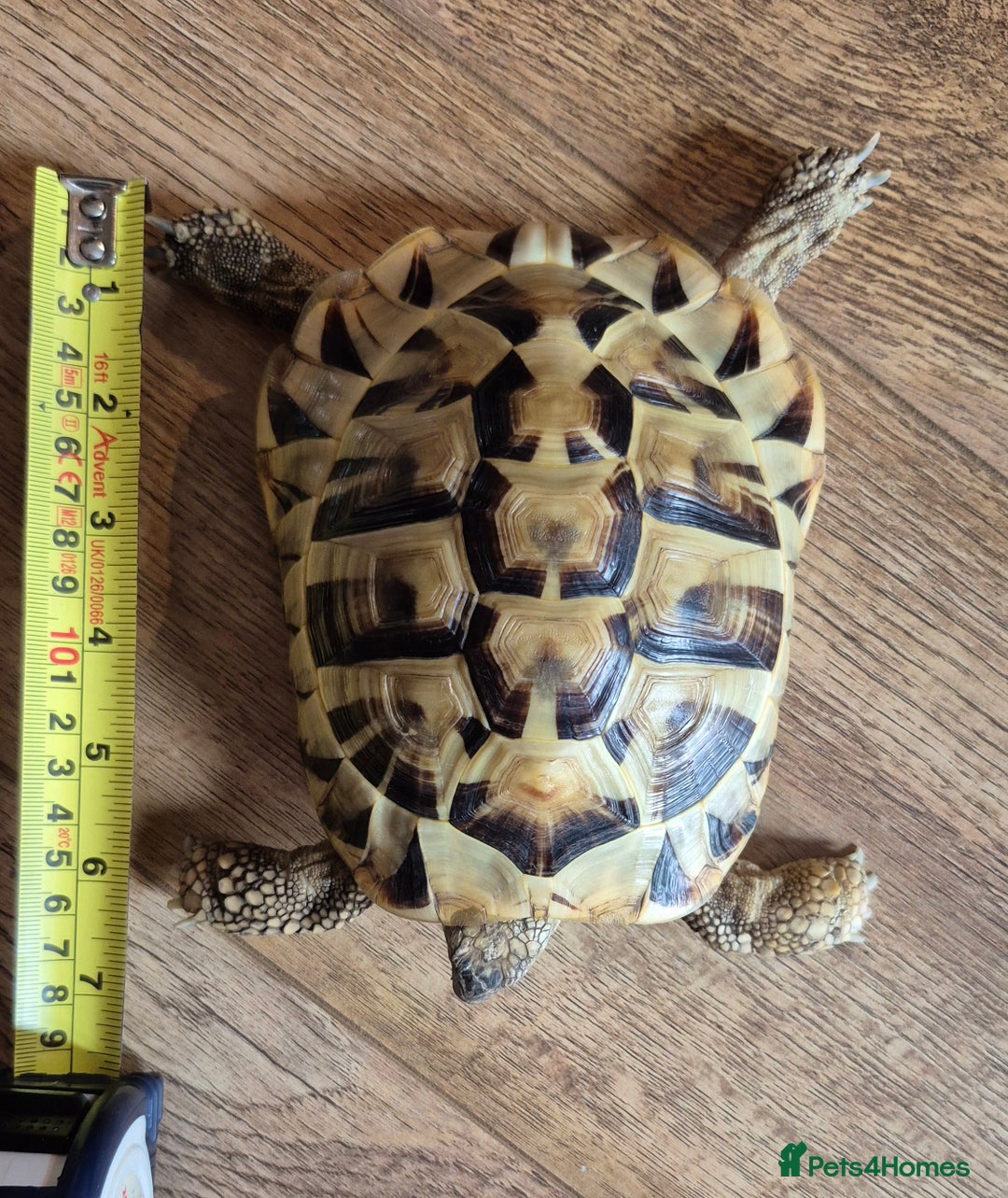 Hermann Tortoise reptiles for sale: Beautiful Hermann tortoise for sale  - Image 3