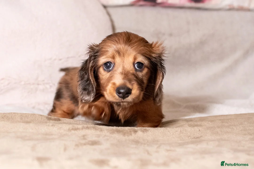 Miniature Dachshund dogs for sale:  Miniature Long-Haired Dachshund Puppies–Red Merle - Advert 24