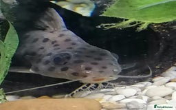 Catfish fish for sale: 2 large cat fish, aquarium and stand - Image 9