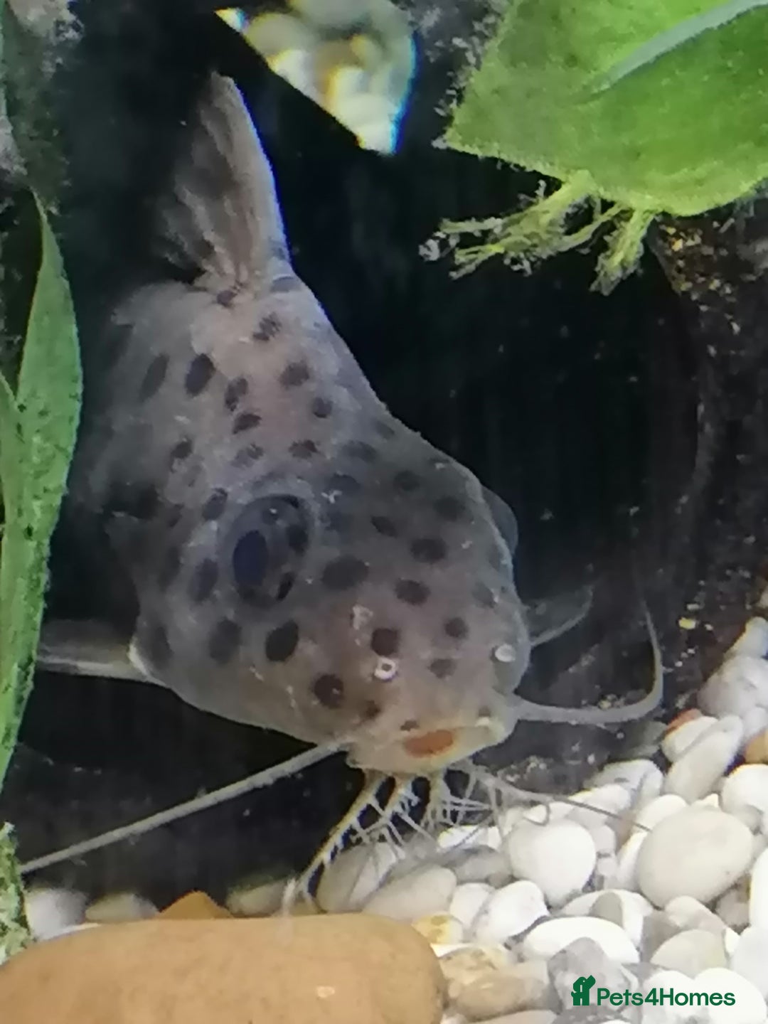 Catfish fish for sale: 2 large cat fish, aquarium and stand - Image 9