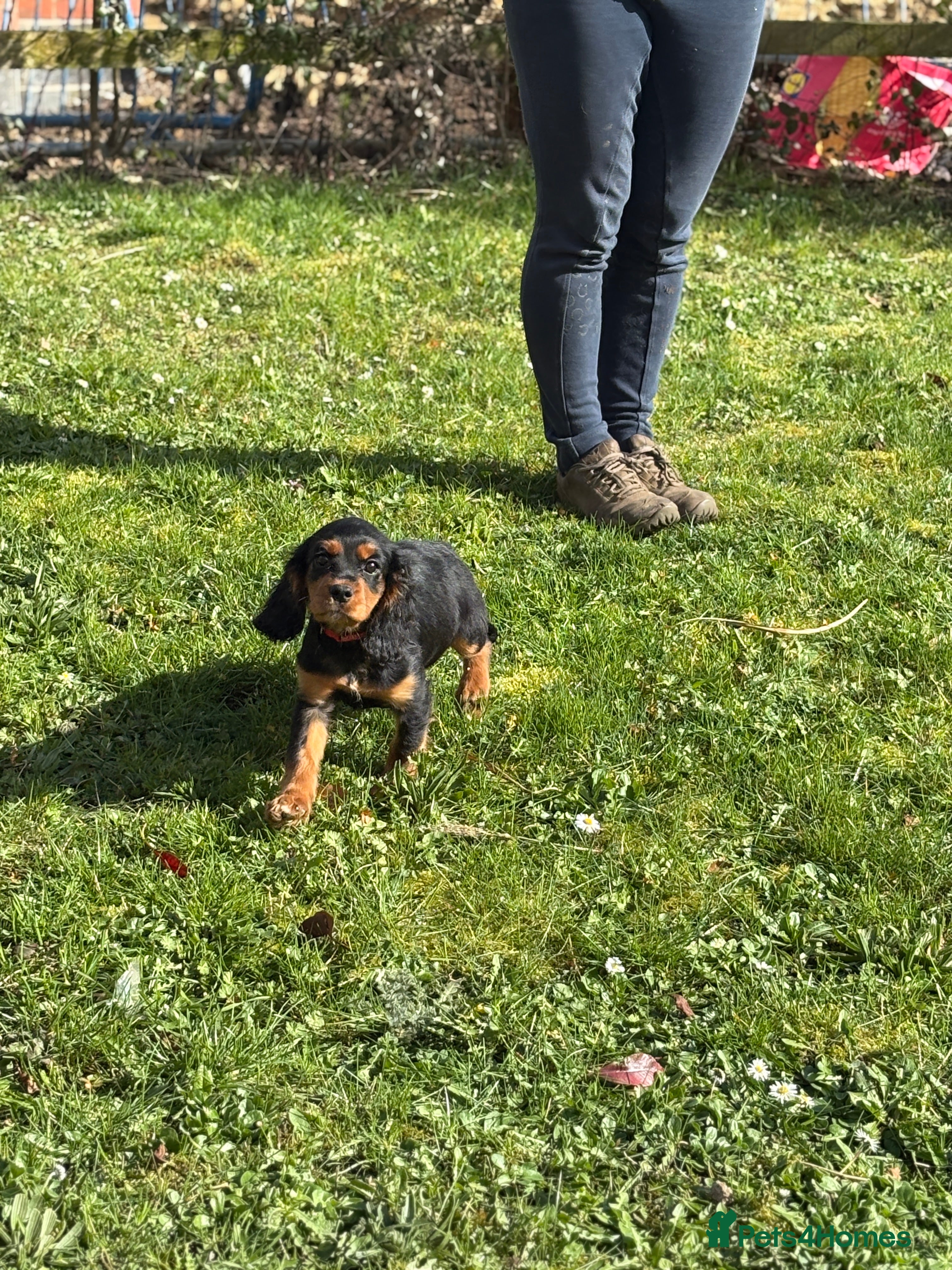 Cockalier dogs **Last puppy remaining** Stunning Cockalier Pup - Advert 4