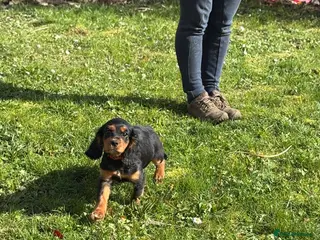 Cockalier dogs **Last puppy remaining** Stunning Cockalier Pup - Advert 4