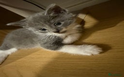 Mixed Breed cats for sale: 🤩🤩 8 beautiful babies 🤩🤩 - Image 11