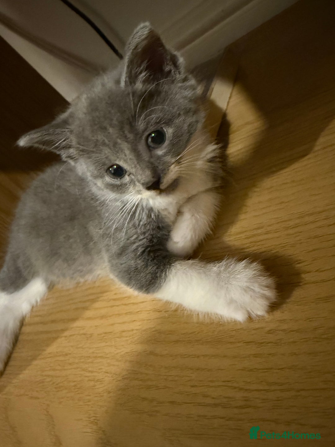 Mixed Breed cats for sale: 🤩🤩 8 beautiful babies 🤩🤩 - Image 11