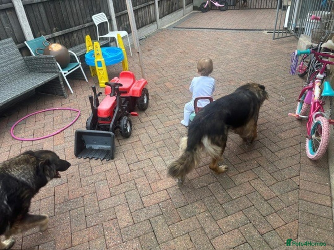 German Shepherd dogs for sale: 2 beautiful German Shepherd sisters - Advert 7