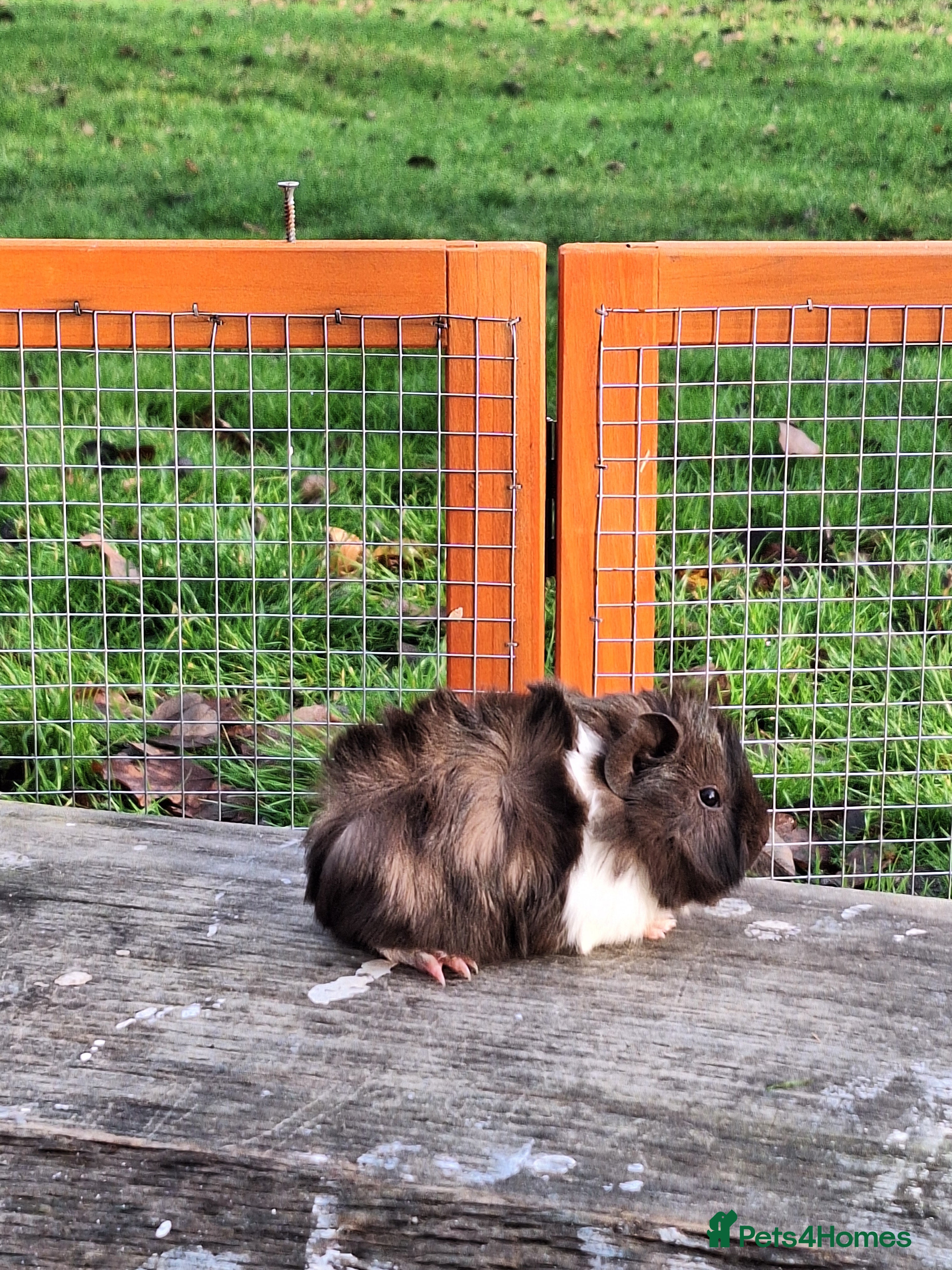Guinea Pig rodents Baby Sow Guinea Pig - Advert 3
