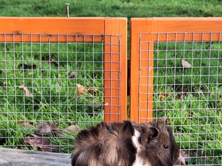 Guinea Pig rodents Baby Sow Guinea Pig - Advert 3