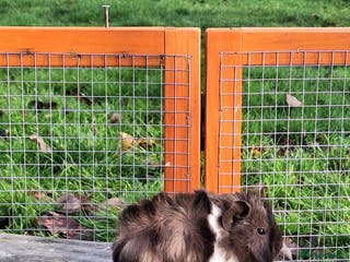 Guinea Pig rodents SOLD Baby Sow Guinea Pig - Advert 16