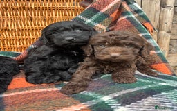 Cockapoo dogs for sale: Cockapoo Puppies  - Image 4