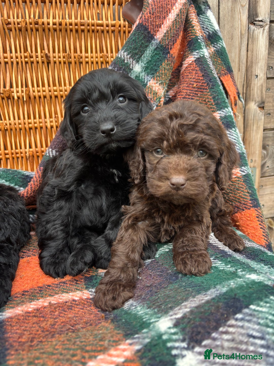 Cockapoo dogs for sale: Cockapoo Puppies  - Image 4